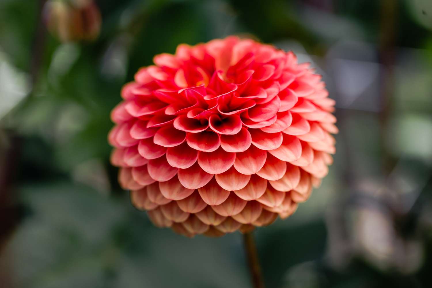 Daalia 'Brown Sugar'